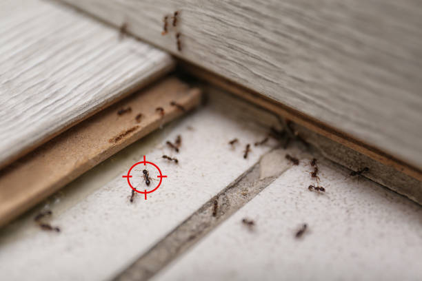 Best Residential Pest Control  in East Chicago, IN