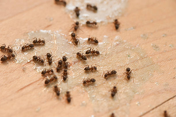 Wasp Removal Services in East Chicago, IN